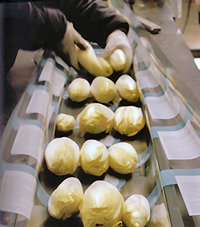 Eine der ersten Wintergemüsearten ist der heimische Chicorée